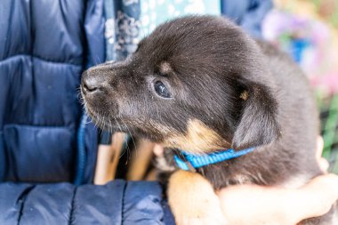 Yavru köpek elinde Kara hayvan evcil hayvanı