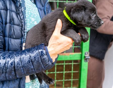 Küçük siyah köpek yavrusunu kollarında tutarak. Evsiz bir köpek evlat edin. Barınakta dikkatli olun. Hayvan profili