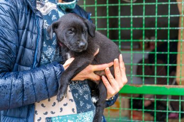 Kucağında küçük bir köpek yavrusu. Evsiz bir köpek evlat edin. Barınakta dikkatli olun..