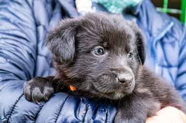 Yavru köpek elinde Kara hayvan evcil hayvanı