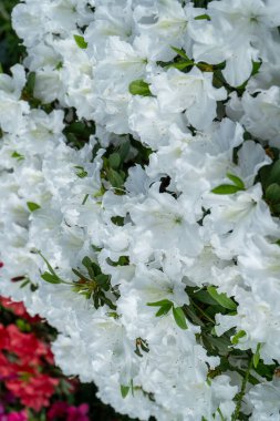 Azalea tomurcuğu. Bahçedeki Rhododendron bitkisi. Çiçek beyaz arkaplan.