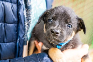 Yavru köpek elinde Kara hayvan evcil hayvanı