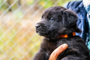 Yavru köpek elinde Kara hayvan evcil hayvanı.