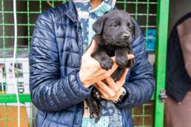 Küçük siyah köpek yavrusunu kollarına al. Evsiz bir köpek evlat edin. Küçük hayvanları elinde tutuyor.