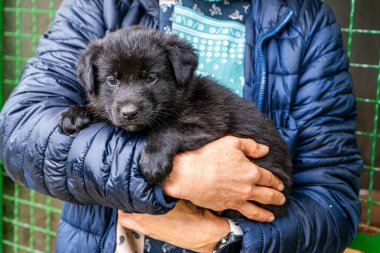 Yavru köpek elinde Kara hayvan evcil hayvanı