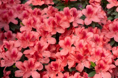 Azaleas tomurcuğu. Bahçedeki Rhododendron bitkisi. Çiçek arkaplan. Pembe çalı