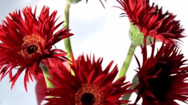 Gerbera Kızıl Çiçeği. Beyaz arka planda bir buket. Bud çiçek açtı.