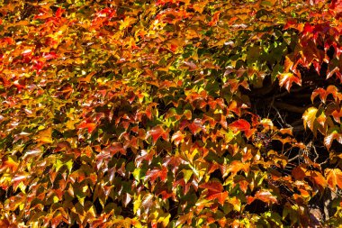 Turuncu sonbahar yapraklı arka plan. Sarmaşık bitkisi dokuyorum. Japon Ivy veya Boston Sarmaşık Vitaceae Parthenocissus tricuspidata Veitchii yaprakları. Wilder Wein. Bahar dokusu. Botanik bitki örtüsü.