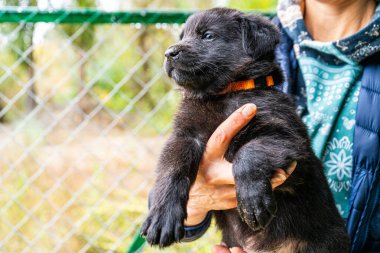 Yavru köpek elinde Kara hayvan evcil hayvanı