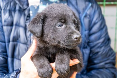 Küçük siyah köpek yavrusunu ellerinde tutarak. Hayvan portresi