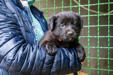 Yavru köpek elinde Kara hayvan evcil hayvanı