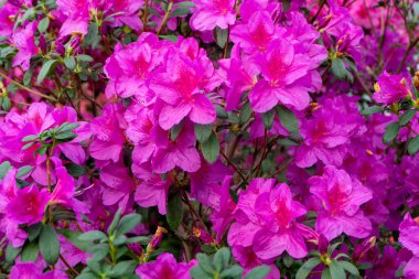 Azaleas mor tomurcuk çiçeği. Bahçedeki Rhododendron bitkisi. Çiçek arkaplan. Pembe çalı