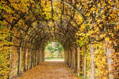 Ağaçlardan ve yapraklardan oluşan sonbahar tüneli, boş patikanın üzerinde birbirine dolanan ağaç dallarından oluşan bir ara sokak, sarı renk doğa bahçesi..
