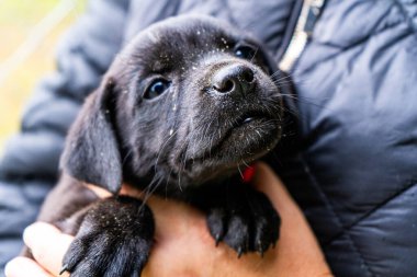 Köpecik portresi Küçük köpek ellerinde Kara hayvan evcil hayvanı
