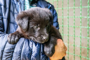Yavru köpek elinde Kara hayvan evcil hayvanı