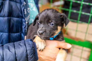 Yavru köpek elinde Kara hayvan evcil hayvanı