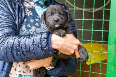 Yavru köpek elinde Kara hayvan evcil hayvanı