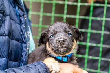 Yavru köpek elinde Kara hayvan evcil hayvanı