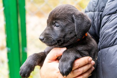 Yavru köpek ellerinde Kara hayvan evcil hayvanı