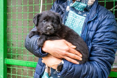 Yavru köpek elinde Kara hayvan evcil hayvanı