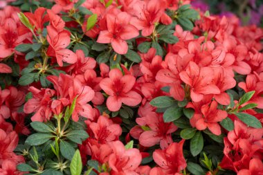 Azalea tomurcuğu. Bahçedeki Rhododendron bitkisi. Çiçek arkaplan. Kırmızı yaprak çalısı