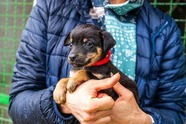 Yavru köpek elinde Kara hayvan evcil hayvanı