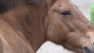 Kahverengi At. Przewalski At Hayvanı.