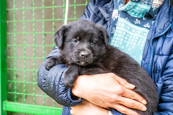 Yavru köpek elinde Kara hayvan evcil hayvanı