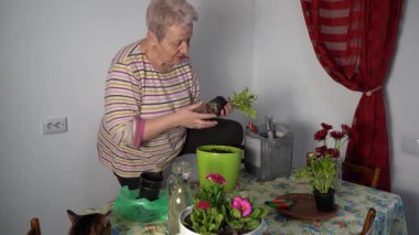 Çiçek eken ve nakleden yaşlı bir kadın saksılara filizleniyor. Evde bahçıvanlık. Yeşil bitki yetiştir