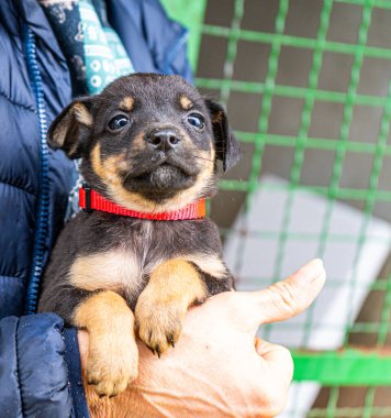 Yavru köpek elinde Kara hayvan evcil hayvanı
