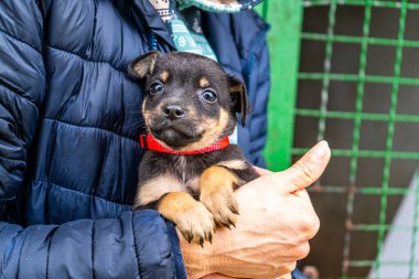 Yavru köpek elinde Kara hayvan evcil hayvanı