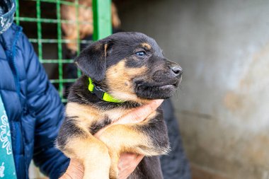 Yavru köpek elinde kara hayvan evcil hayvanı. Tutma Köpeği