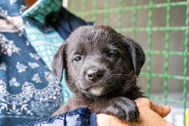 Yavru köpek elinde Kara hayvan evcil hayvanı