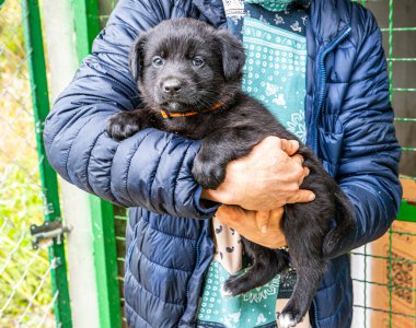 Yavru köpek elinde Kara hayvan evcil hayvanı