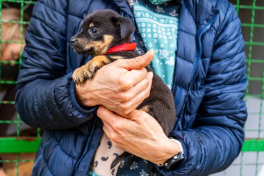 Yavru köpek elinde Kara hayvan evcil hayvanı