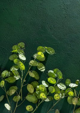 Yeşil yapraklı bahar arka planı. Lunaria Annua gidiyor. Kurumuş çiçek parası kopyalama alanı