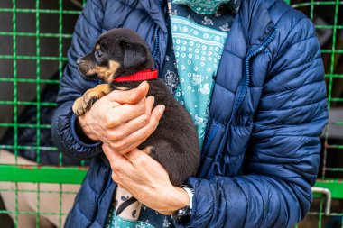 Yavru köpek elinde Kara hayvan evcil hayvanı