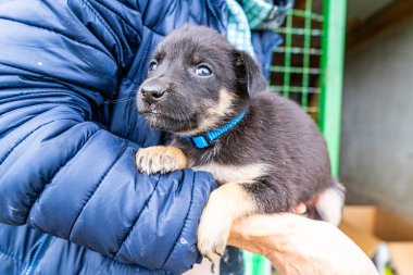 Yavru köpek elinde Kara hayvan evcil hayvanı