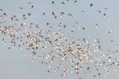 Dunlin bir grup