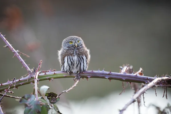 Severní pygmy owl — Stock fotografie