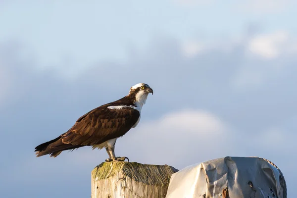 Osprey staande op de log — Stockfoto