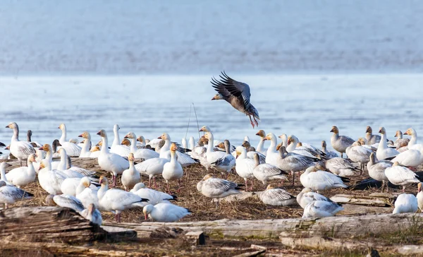 Schneegans und Blaugänse — Stockfoto