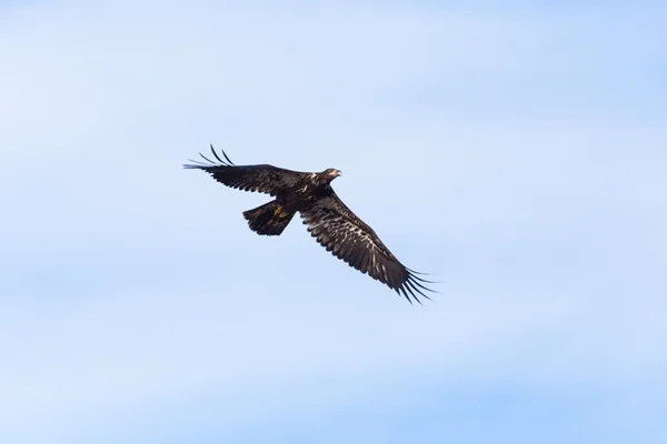 Juvenile Bald Eagle — Stock Photo, Image