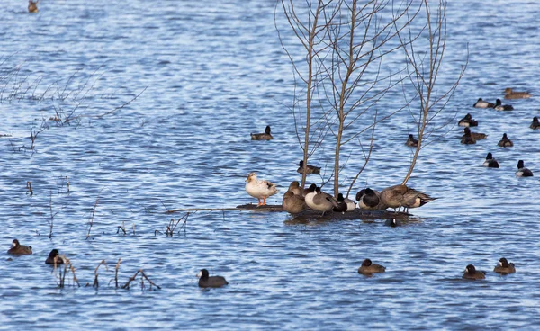 Ankdammen och träd — Stockfoto