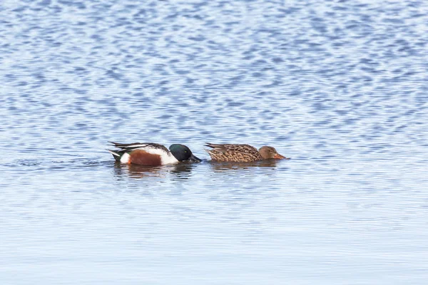 A pair of northern shoveler — Stock Photo, Image