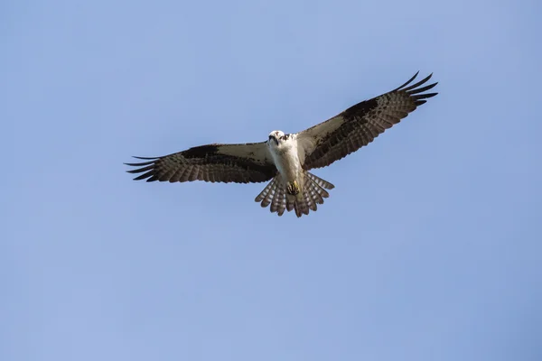 En flygande Fiskgjuse — Stockfoto