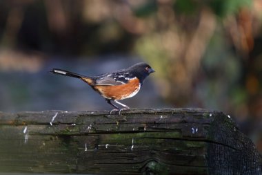 Benekli towhee oturan bir oturum açma