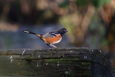 spotted towhee sitting on a log clipart