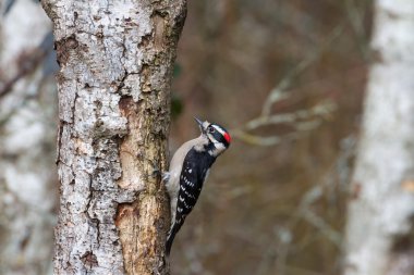 ağaç gövdesi üzerinde Downy ağaçkakan