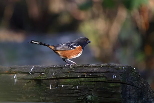 Spotted towhee sitting on a log — Stock Photo, Image